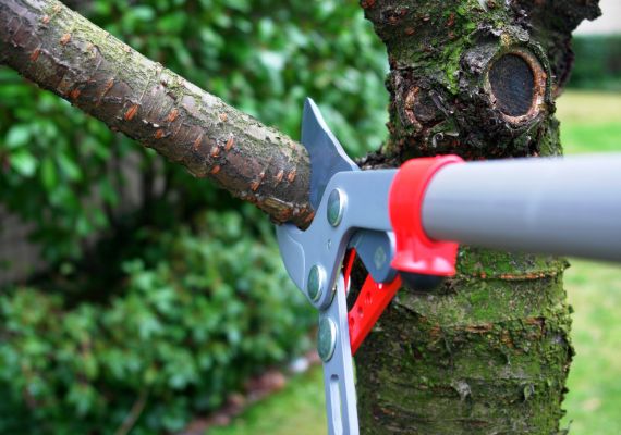 Élagage des arbres : des obligations bien réglementées pour la sécurité de  tous ! - Ville de Drancy