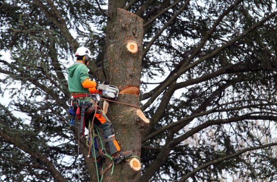 Abattage d'arbres élagueur à Drancy 93